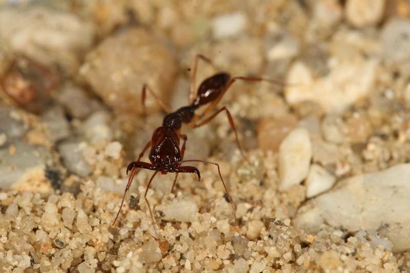 Odontomachus honghe