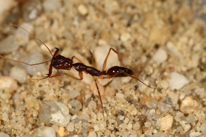 Odontomachus honghe