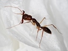 Odontomachus sp.(Indonzie)