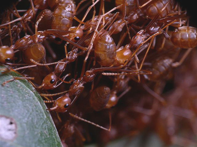 Oecophylla smaragdina
