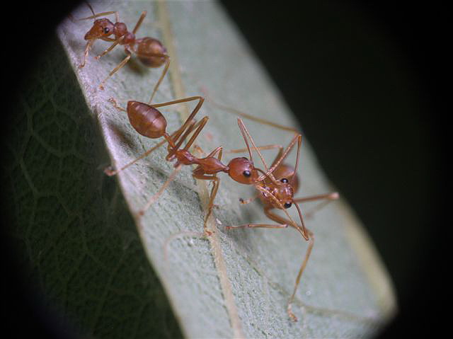 Oecophylla smaragdina