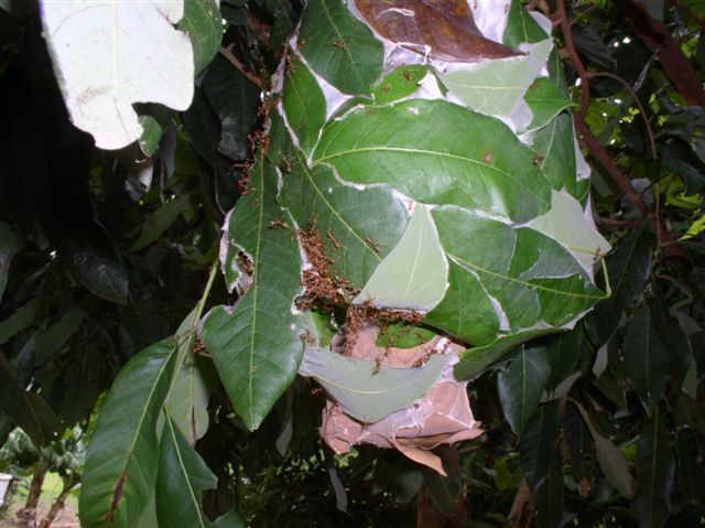 Oecophylla smaragdina