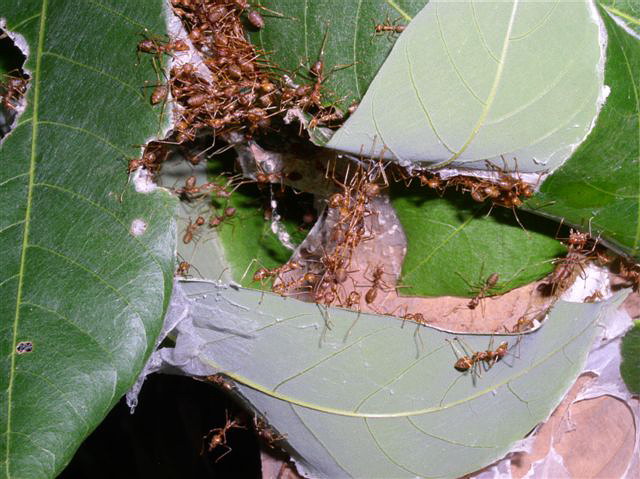 Oecophylla smaragdina