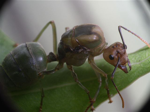 Oecophylla smaragdina