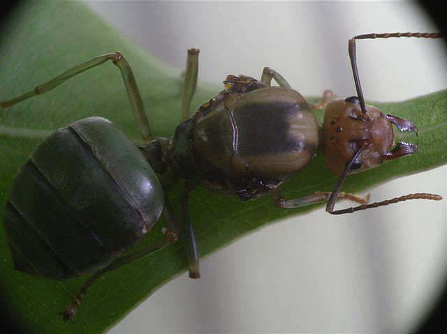Oecophylla smaragdina