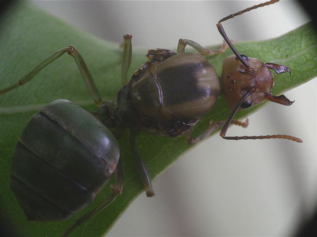 Oecophylla smaragdina