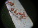 Oecophylla smaragdina