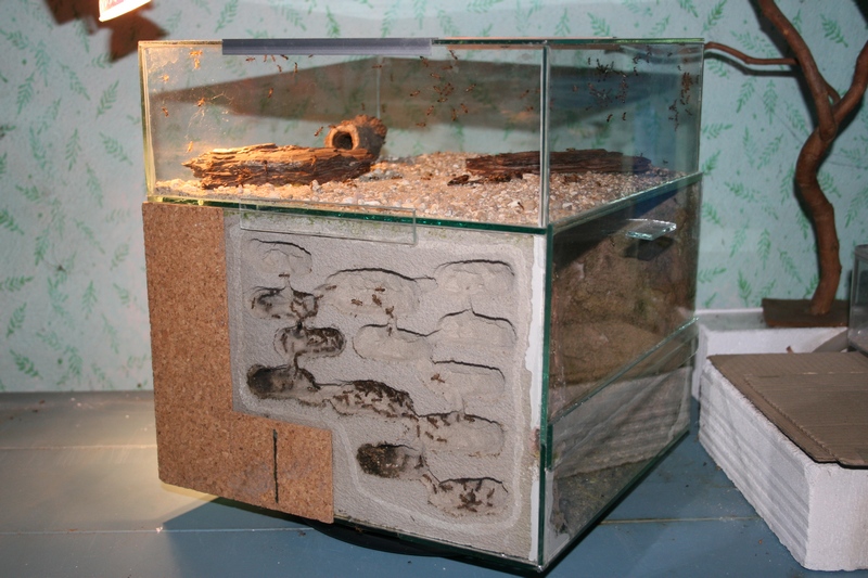 formikrium Ytongov