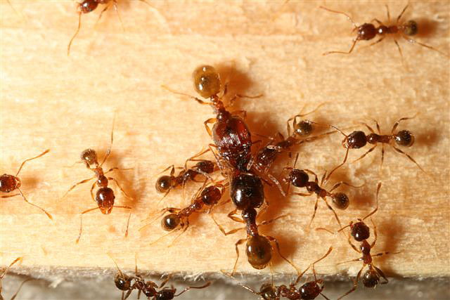 Pheidole palidula