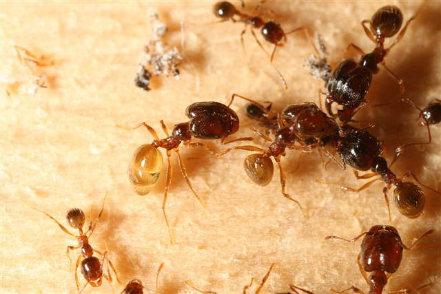 Pheidole palidula