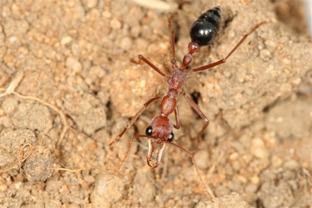 Myrmecia pavida