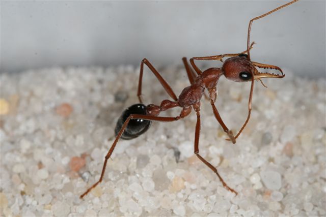Myrmecia pavida