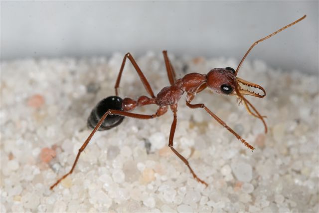 Myrmecia pavida