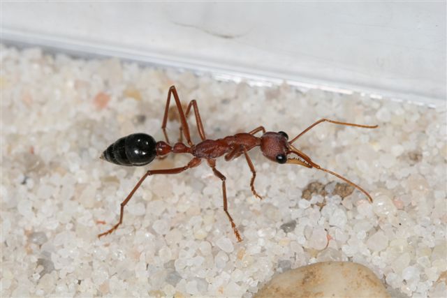 Myrmecia pavida