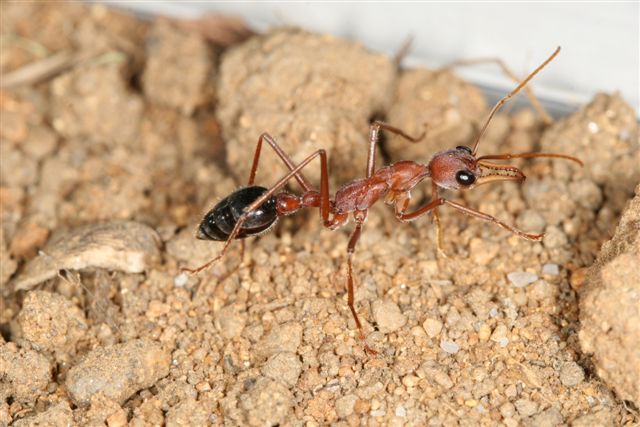 Myrmecia pavida