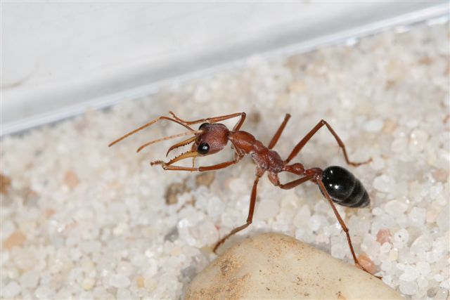 Myrmecia pavida