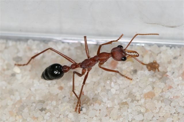 Myrmecia pavida