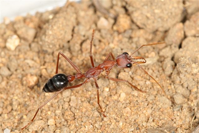 Myrmecia pavida