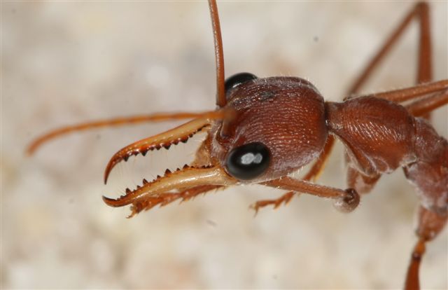 Myrmecia pavida
