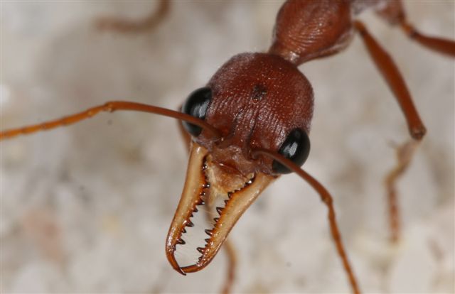 Myrmecia pavida