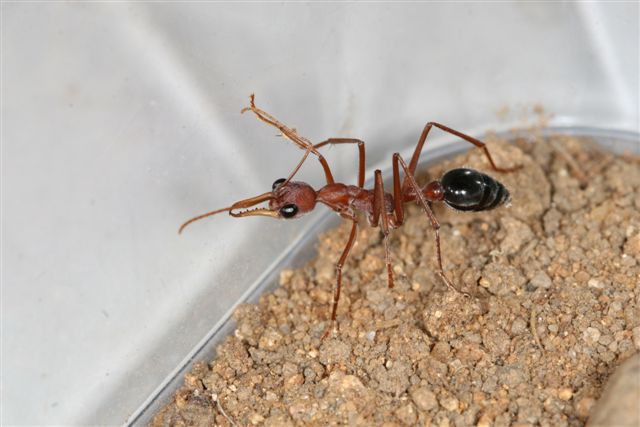 Myrmecia pavida