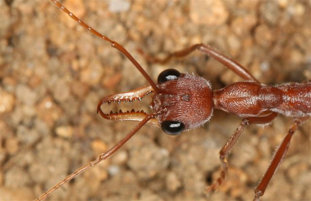 Myrmecia pavida