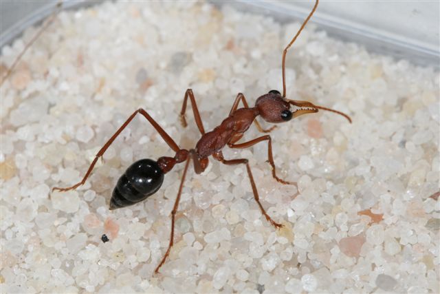 Myrmecia pavida