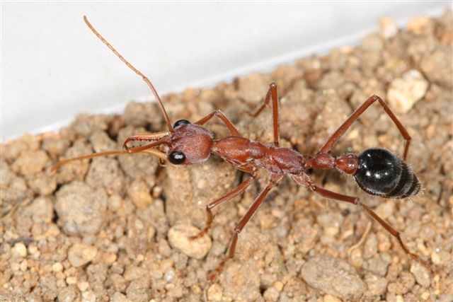 Myrmecia pavida