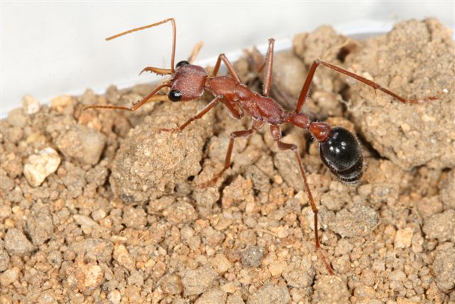 Myrmecia pavida