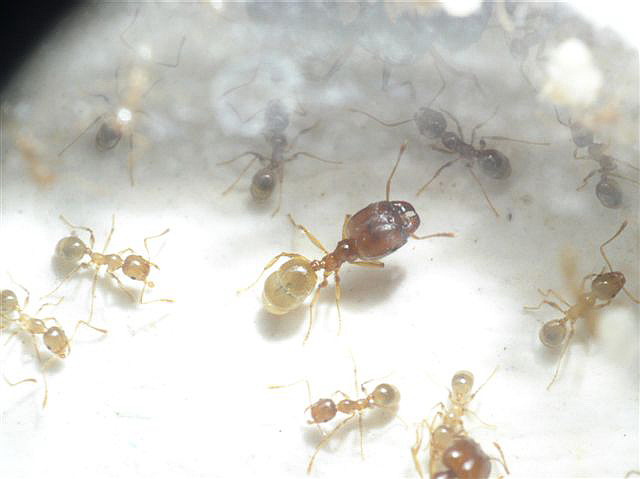 Pheidole palidula