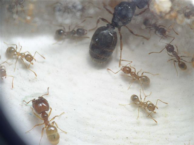Pheidole palidula