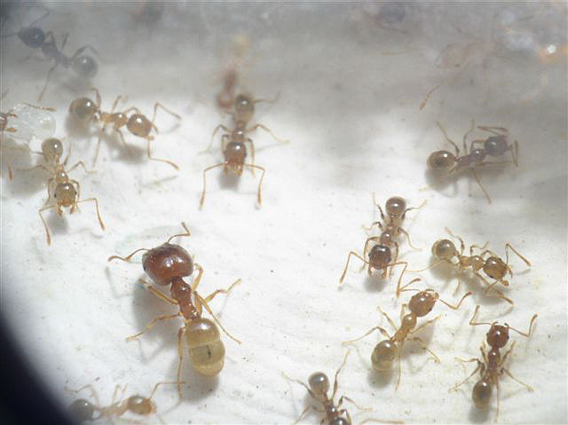 Pheidole palidula