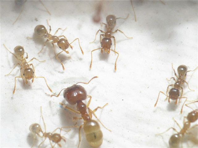 Pheidole palidula