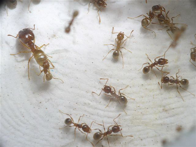 Pheidole palidula