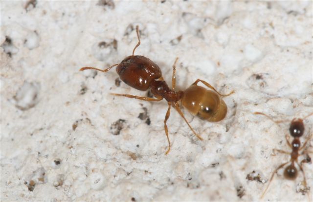 Pheidole palidula