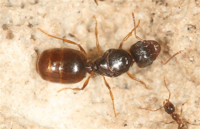 Pheidole palidula