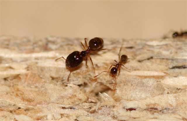 Pheidole palidula