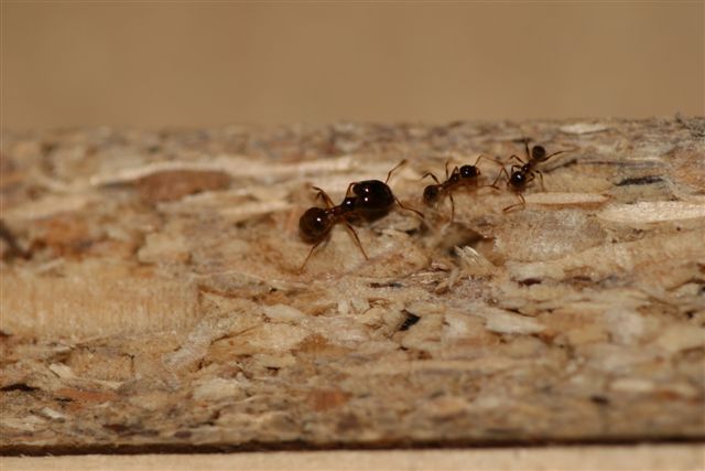 Pheidole palidula