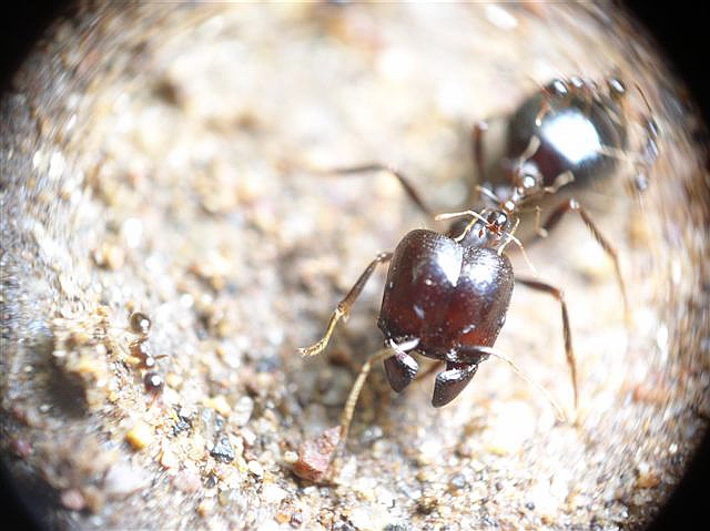 Pheidologeton sp.(Thajsko)