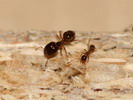Pheidole palidula