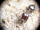 Pheidologeton sp.(Thajsko)
