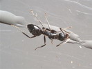 Formica picea
