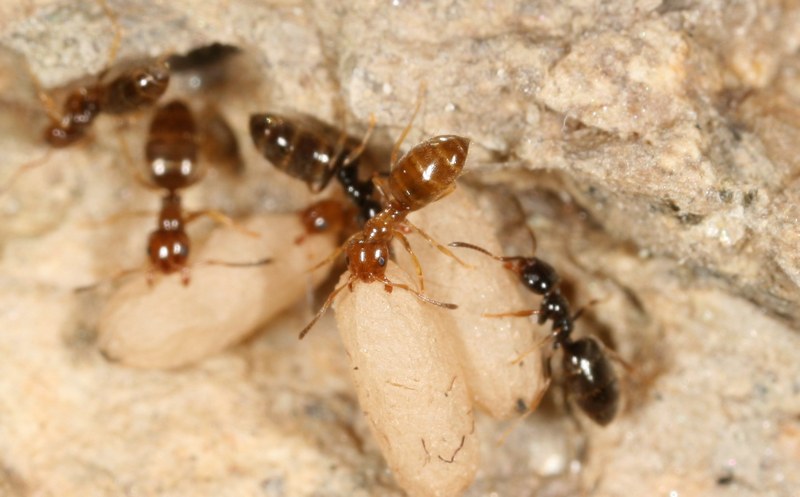 Plagiolepis pygmaea