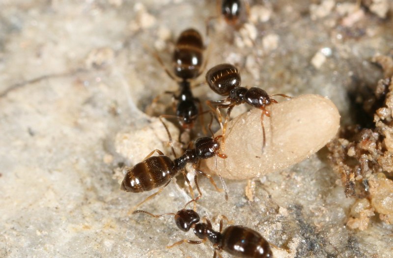 Plagiolepis pygmaea