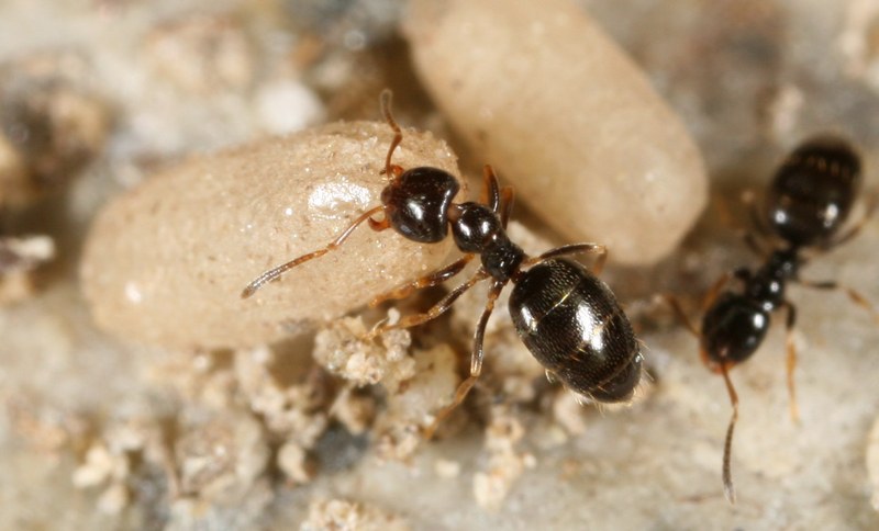 Plagiolepis pygmaeus
