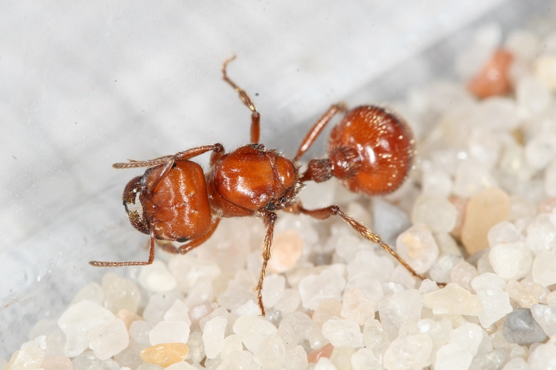Pogonomyrmex barbatus