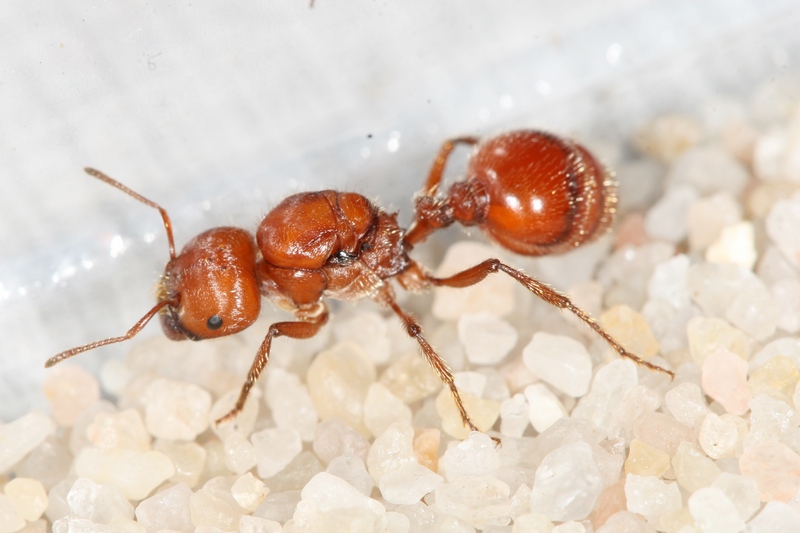 Pogonomyrmex barbatus