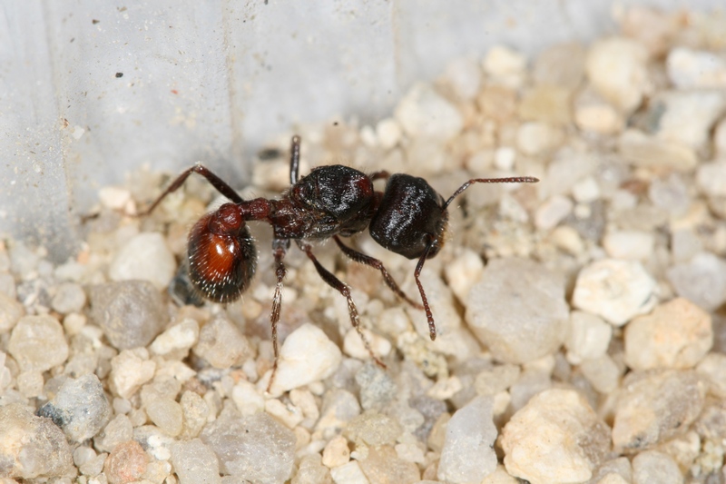 Pogonomyrmex rugosus