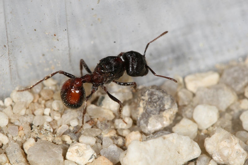Pogonomyrmex rugosus