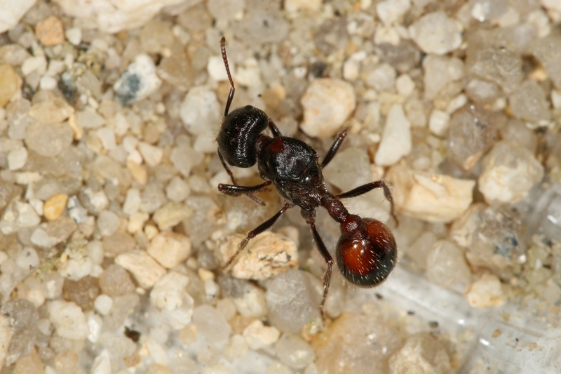 Pogonomyrmex rugosus